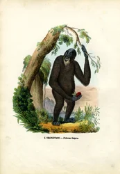 Orang-outan, 1863-79
